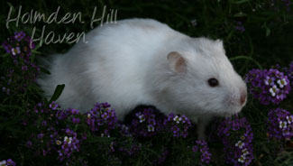 Mirage- Silver Dove Tortoiseshell and White (Banded) Longhaired